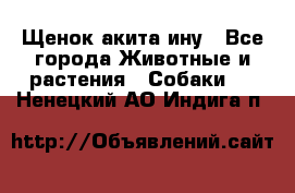 Щенок акита ину - Все города Животные и растения » Собаки   . Ненецкий АО,Индига п.